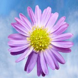 Aster Purple 10 Bunches